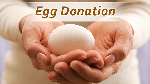 Egg Donation in India 